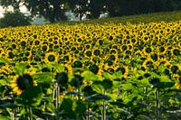 Sonnenblumen bei Sonnenaufgang (2)