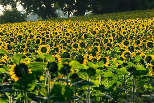 Sunflowers at sunrise (2)