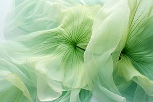 Danse des fleurs