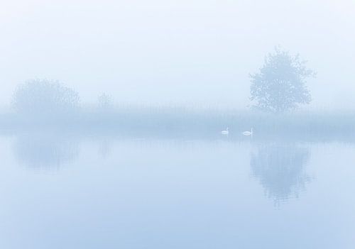 Zwanen tijdens mistige zonsopkomst (Groningen)