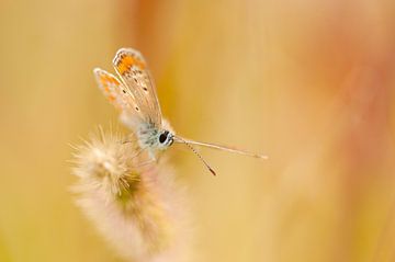 Bruin blauwtje (Aricia agestis)