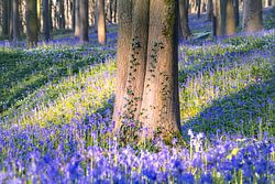 Neigembos – A tree trunk covered in ivy amongst the bluebells