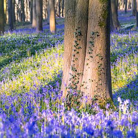 Neigembos – Baumstamm mit Efeu zwischen den Waldhyazinthen von Daan Duvillier | Dsquared Photography