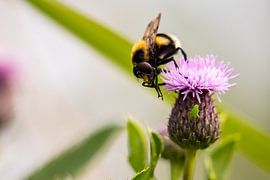 Hummel auf der Distel von Lenie de Boer