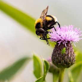 Hummel auf der Distel von Lenie de Boer