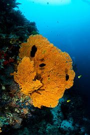 Koralle von Joey Bokkers