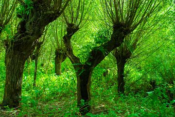 Pollard Willows in the Rhoonse Grienden by FotoGraaG Hanneke