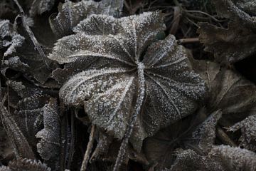 Wall decoration of a brown frozen leaf on the ground by Kristof Leffelaer