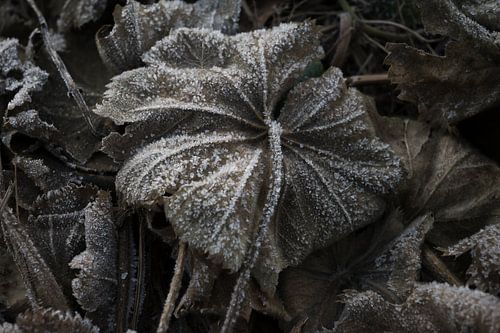 Wanddecoratie van een bruin bevroren blad op de grond