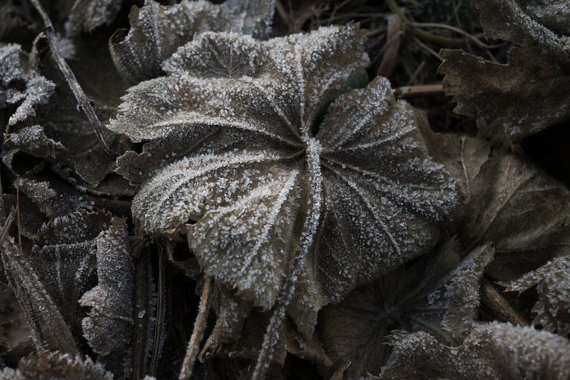 Décoration murale d'une feuille brune gelée sur le sol par Kristof Leffelaer