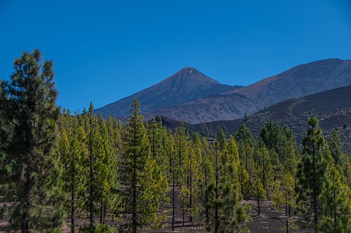 Mount Teide volcano rising above Canary Island pine forest in Tenerife, Spain