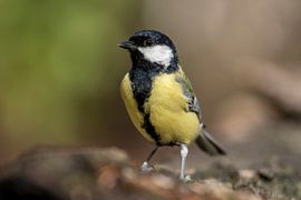 Titmouse by Tanja van Beuningen