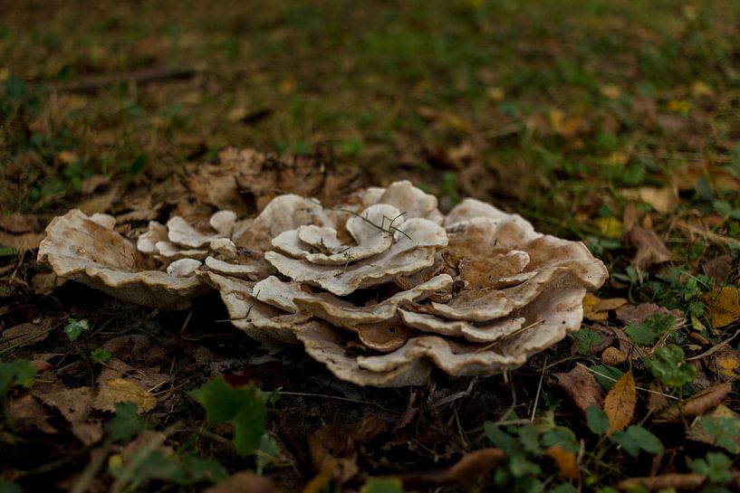 Paddestoelen von Katjang Multimedia