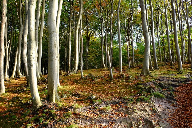 Forest by Ostsee Bilder