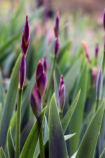 Violet dream by Felisa Friedman