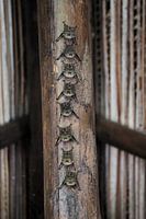 bats