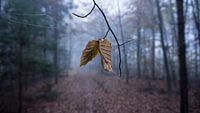 Autumn leaf