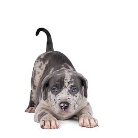 American Bully bulldog pup spelend in een witte achtergrond