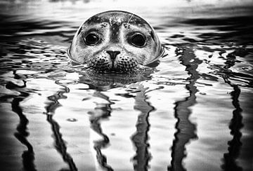 Seal in Zeeland by Jacqueline Lemmens