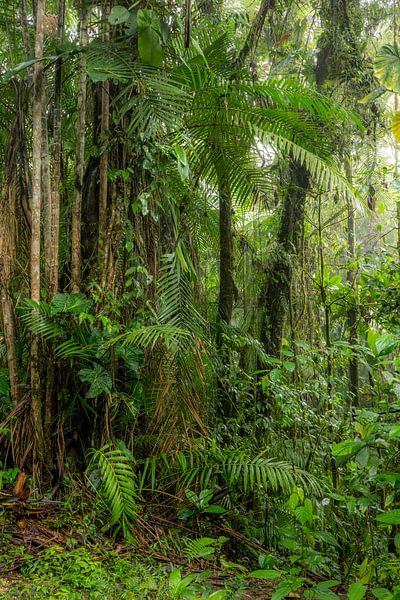 forêt tropicale Equateur #6 par Hanneke Bantje