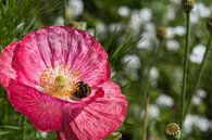 Hommel vol met stuifmeel in een roze klaproos van Jolanda de Jong-Jansen thumbnail