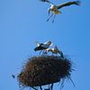 Stork crash by Jeroen Lagerwerf
