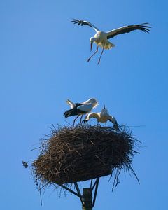 Ooievaarsclash op het nest van Jeroen Lagerwerf