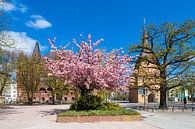 Das Steintor und das Ständehaus in Rostock von Rico Ködder Miniaturansicht