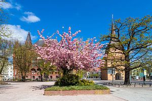 Das Steintor und das Ständehaus in Rostock