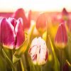 Tulips by rosstek ®