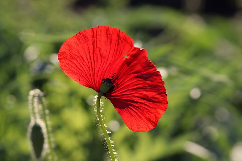 Red poppy by Kimberley van Lokven