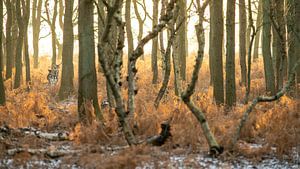 Herten van de AWD sur Dirk van Egmond