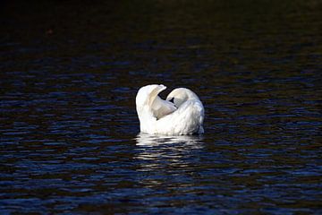 Swan van Ines Thun