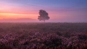 Misty morning by Mario Visser