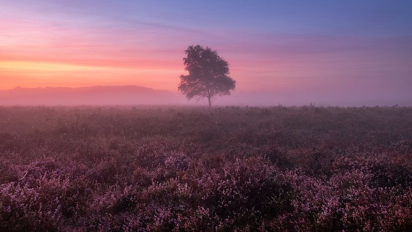 Misty morning van Mario Visser