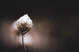 Bloemknopje Cupido-pijl