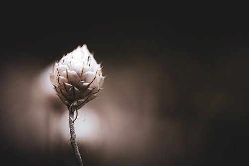 Bloemknopje Cupido-pijl