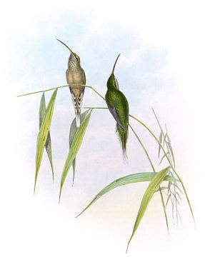 Middelgrote kluizenaar, John Gould van Hummingbirds