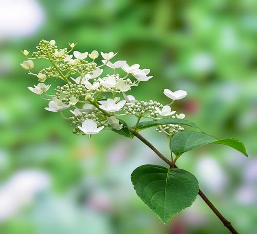 Macro van een witte hortensiabloem