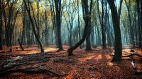 Magischer Speulderbos, magischer Speulderwald. von Saskia Dingemans Awarded Photographer Miniaturansicht