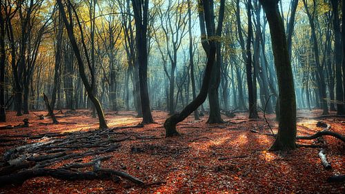 Magic Speulderbos, Magic Speulderforest.