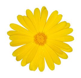 Ringelblume von Bo Valentino