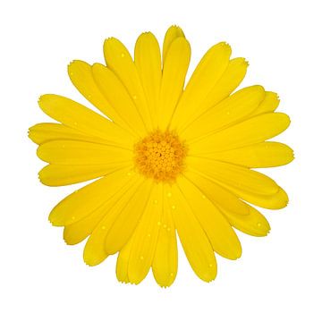 Ringelblume von Bo Valentino