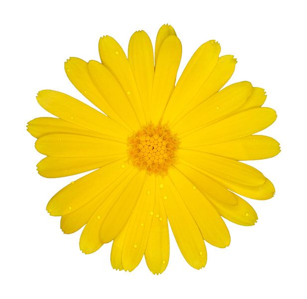 Ringelblume von Bo Valentino