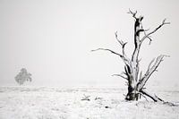 hiver dans le parc national de hoge veluwe