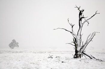 winter in nationaal park de hoge veluwe