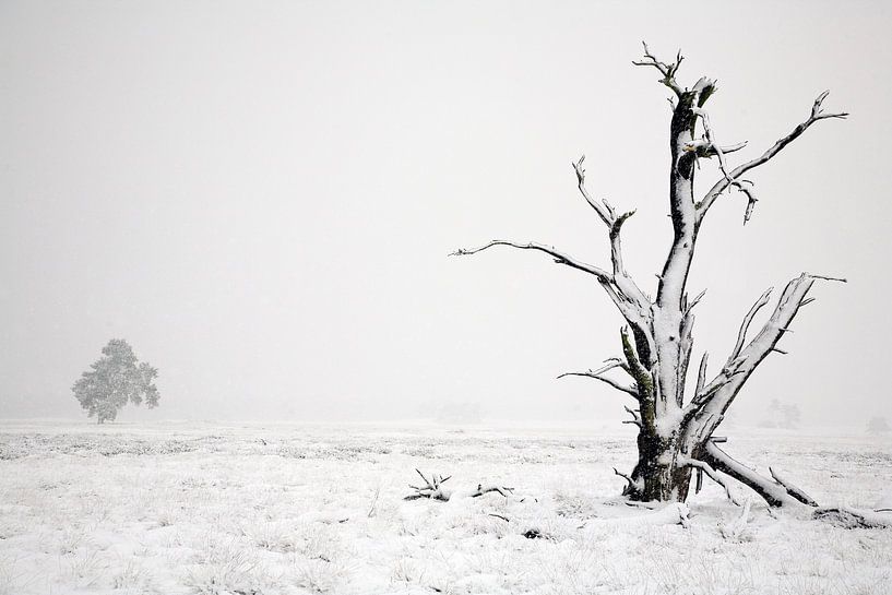 hiver dans le parc national de hoge veluwe par Wim Wilmers