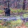 Wild boar with friskies in the forest by Evert Jan Kip