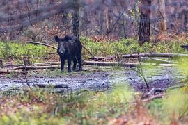 Wildschwein mit Frisbee im Wald