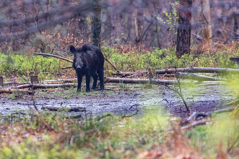 Wild boar with friskies in the forest by Evert Jan Kip